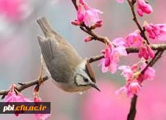 بهار حضرت زهرا