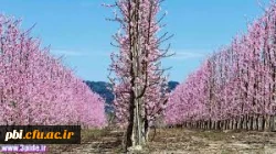 بهار حضرت زهرا