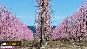 بهار حضرت زهرا