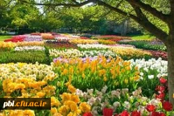 بهار حضرت زهرا