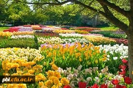 نیکوترین سخن