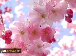 بهار حضرت زهرا