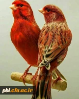 یادداشت احادیث حضرت علی ع