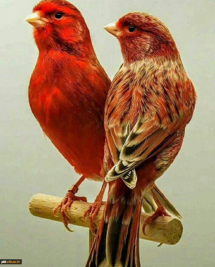 یادداشت احادیث حضرت علی ع