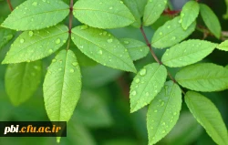 یادداشت احادیث حضرت علی ع