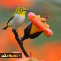 یادداشت احادیث حضرت علی ع