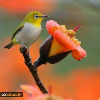 امیرمومنان ع می فرماید: