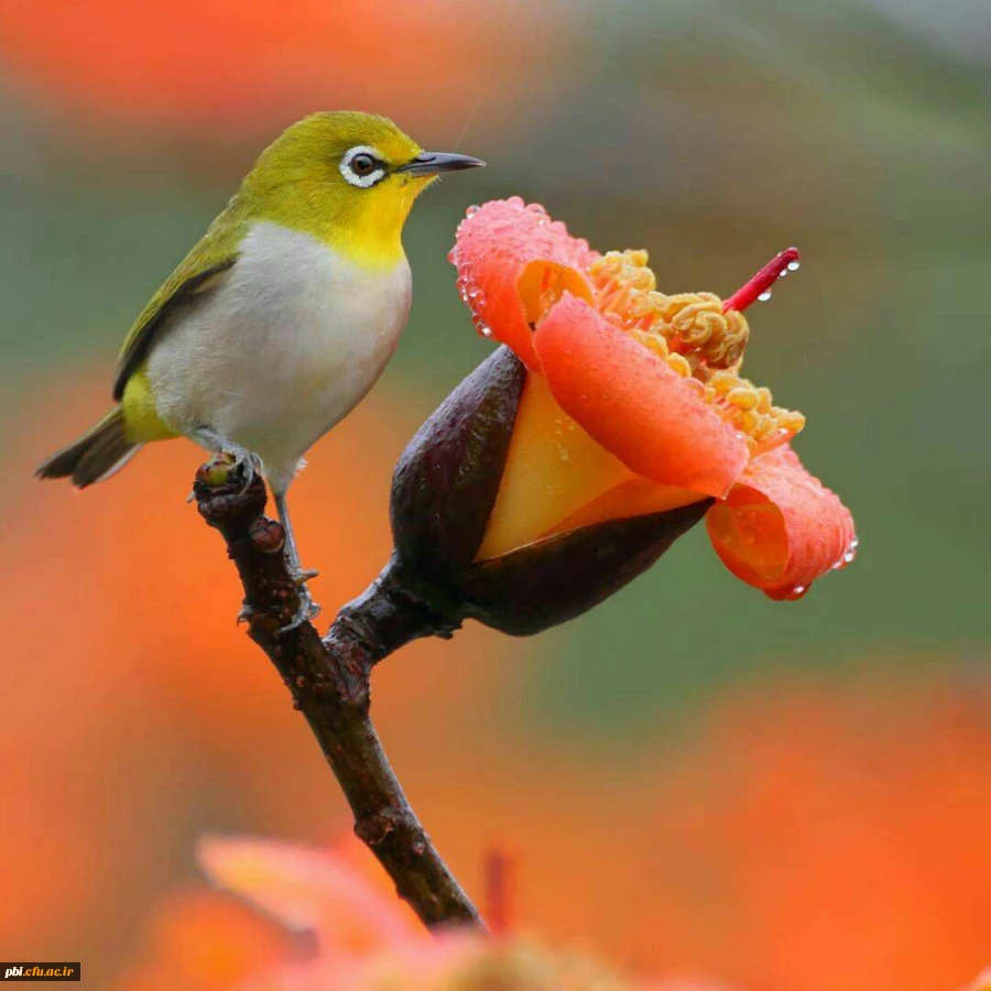 یادداشت احادیث حضرت علی ع