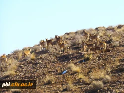گردش علمی دانشجویان رشته زیست شناسی در حیات وحش موته 2