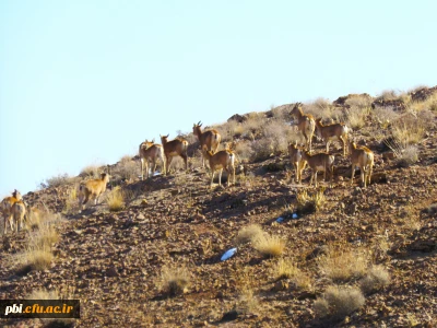 گردش علمی دانشجویان رشته زیست شناسی در حیات وحش موته
