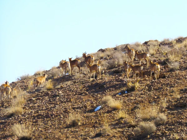 گردش علمی دانشجویان رشته زیست شناسی در حیات وحش موته 2