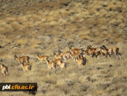 گردش علمی دانشجویان رشته زیست شناسی در حیات وحش موته 5