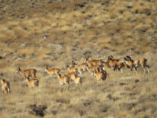 گردش علمی دانشجویان رشته زیست شناسی در حیات وحش موته 5