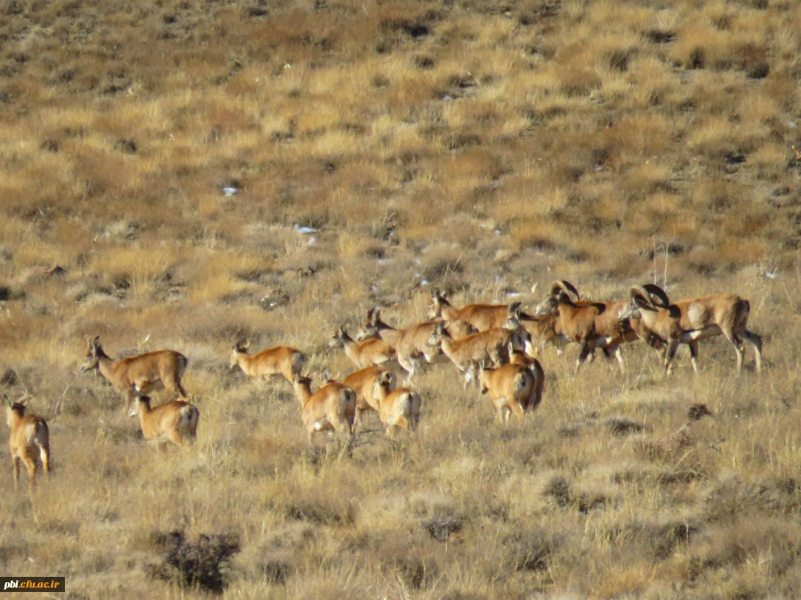 گردش علمی دانشجویان رشته زیست شناسی در حیات وحش موته 5