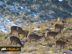 گردش علمی دانشجویان رشته زیست شناسی در حیات وحش موته 6