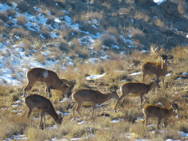 گردش علمی دانشجویان رشته زیست شناسی در حیات وحش موته 6