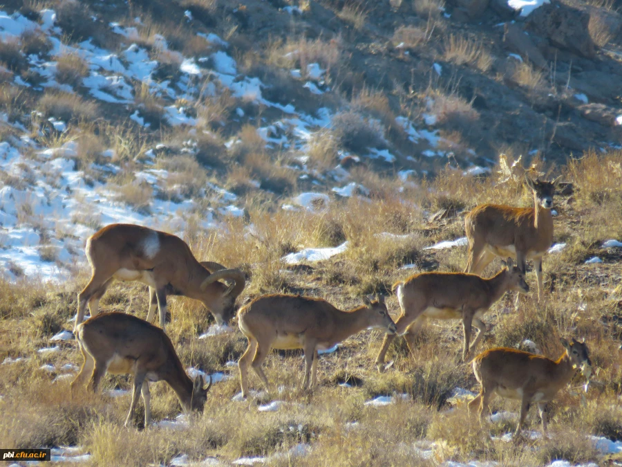گردش علمی دانشجویان رشته زیست شناسی در حیات وحش موته 6