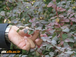 بازدید و گردش علمی  استاد فرح نسب از پارک ها و حیات وحش اصفهان 3