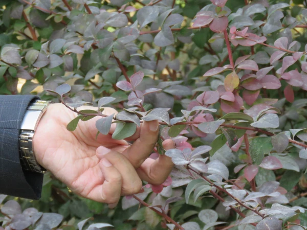 بازدید و گردش علمی  استاد فرح نسب از پارک ها و حیات وحش اصفهان 3