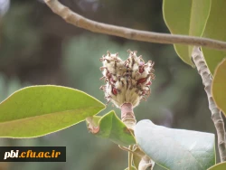 بازدید و گردش علمی  استاد فرح نسب از پارک ها و حیات وحش اصفهان 5