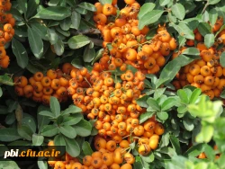 بازدید و گردش علمی  استاد فرح نسب از پارک ها و حیات وحش اصفهان 7