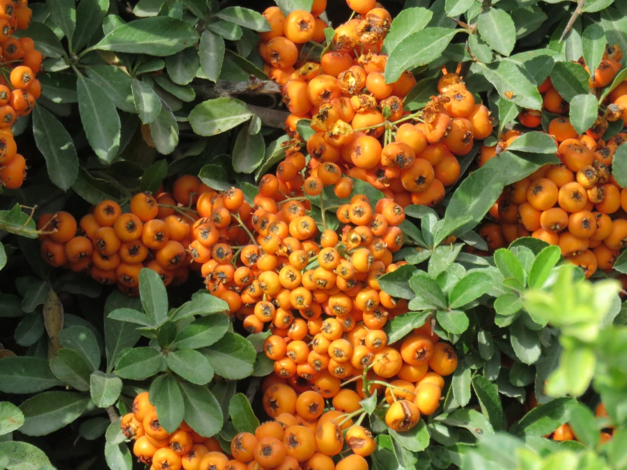 بازدید و گردش علمی  استاد فرح نسب از پارک ها و حیات وحش اصفهان 7