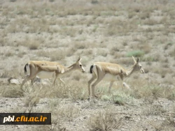 بازدید میدانی بوم شناسی و فلوریستیک گیاهان، 