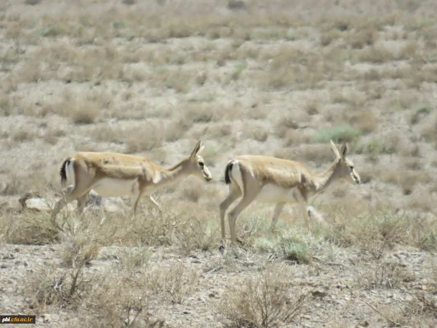 بازدید میدانی بوم شناسی و فلوریستیک گیاهان، "درس اکولوژی"، دانشجویان گروه آموزش زیست شناسی 98 به همراه استاد درس، جناب آقای دکتر فرح نسب 4