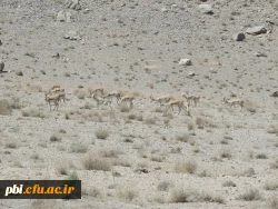 بازدید میدانی بوم شناسی و فلوریستیک گیاهان، 