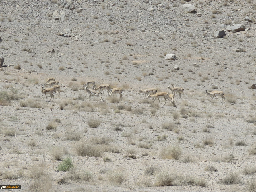 بازدید میدانی بوم شناسی و فلوریستیک گیاهان، "درس اکولوژی"، دانشجویان گروه آموزش زیست شناسی 98 به همراه استاد درس، جناب آقای دکتر فرح نسب 7