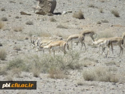 بازدید میدانی بوم شناسی و فلوریستیک گیاهان، 