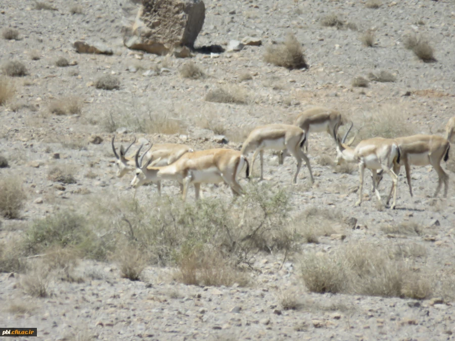 بازدید میدانی بوم شناسی و فلوریستیک گیاهان، "درس اکولوژی"، دانشجویان گروه آموزش زیست شناسی 98 به همراه استاد درس، جناب آقای دکتر فرح نسب 8