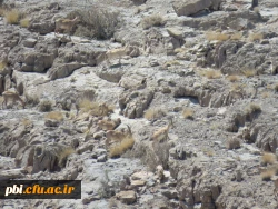 بازدید میدانی بوم شناسی و فلوریستیک گیاهان، 