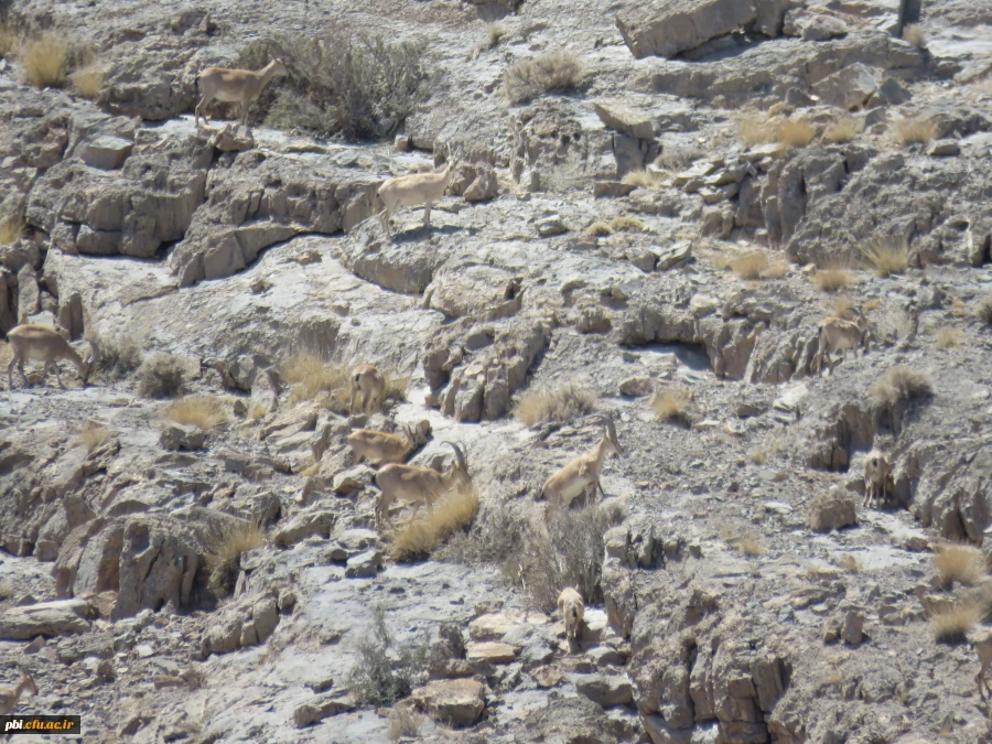بازدید میدانی بوم شناسی و فلوریستیک گیاهان، "درس اکولوژی"، دانشجویان گروه آموزش زیست شناسی 98 به همراه استاد درس، جناب آقای دکتر فرح نسب 9