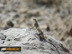 بازدید میدانی بوم شناسی و فلوریستیک گیاهان، 