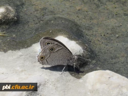 بازدید میدانی بوم شناسی و فلوریستیک گیاهان، 