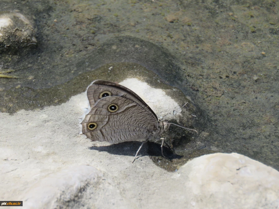 بازدید میدانی بوم شناسی و فلوریستیک گیاهان، "درس اکولوژی"، دانشجویان گروه آموزش زیست شناسی 98 به همراه استاد درس، جناب آقای دکتر فرح نسب 15