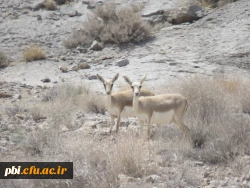بازدید میدانی بوم شناسی و فلوریستیک گیاهان، 