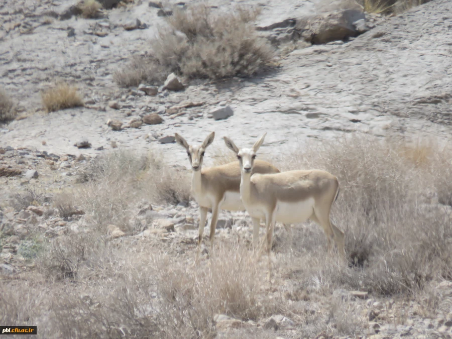 بازدید میدانی بوم شناسی و فلوریستیک گیاهان، "درس اکولوژی"، دانشجویان گروه آموزش زیست شناسی 98 به همراه استاد درس، جناب آقای دکتر فرح نسب 19