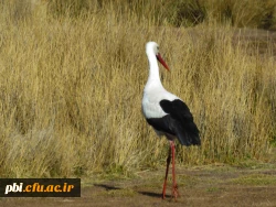 سفر آموزشی دانشجویان گروه آموزش زیست شناسی ۹۹ ، تالاب های بین المللی استان چهارمحال و بختیاری،  با همراهی استاد دکتر فرح نسب 2
