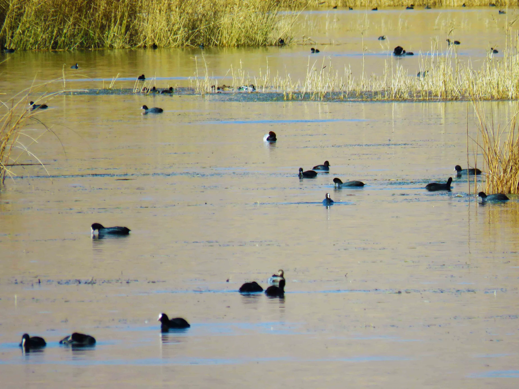 سفر آموزشی دانشجویان گروه آموزش زیست شناسی ۹۹ ، تالاب های بین المللی استان چهارمحال و بختیاری،  با همراهی استاد دکتر فرح نسب 4