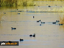 سفر آموزشی دانشجویان گروه آموزش زیست شناسی ۹۹ ، تالاب های بین المللی استان چهارمحال و بختیاری،  با همراهی استاد دکتر فرح نسب 4