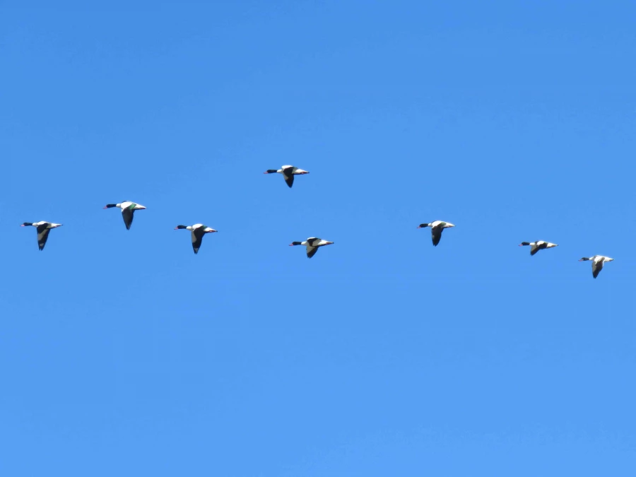 سفر آموزشی دانشجویان گروه آموزش زیست شناسی ۹۹ ، تالاب های بین المللی استان چهارمحال و بختیاری،  با همراهی استاد دکتر فرح نسب 6