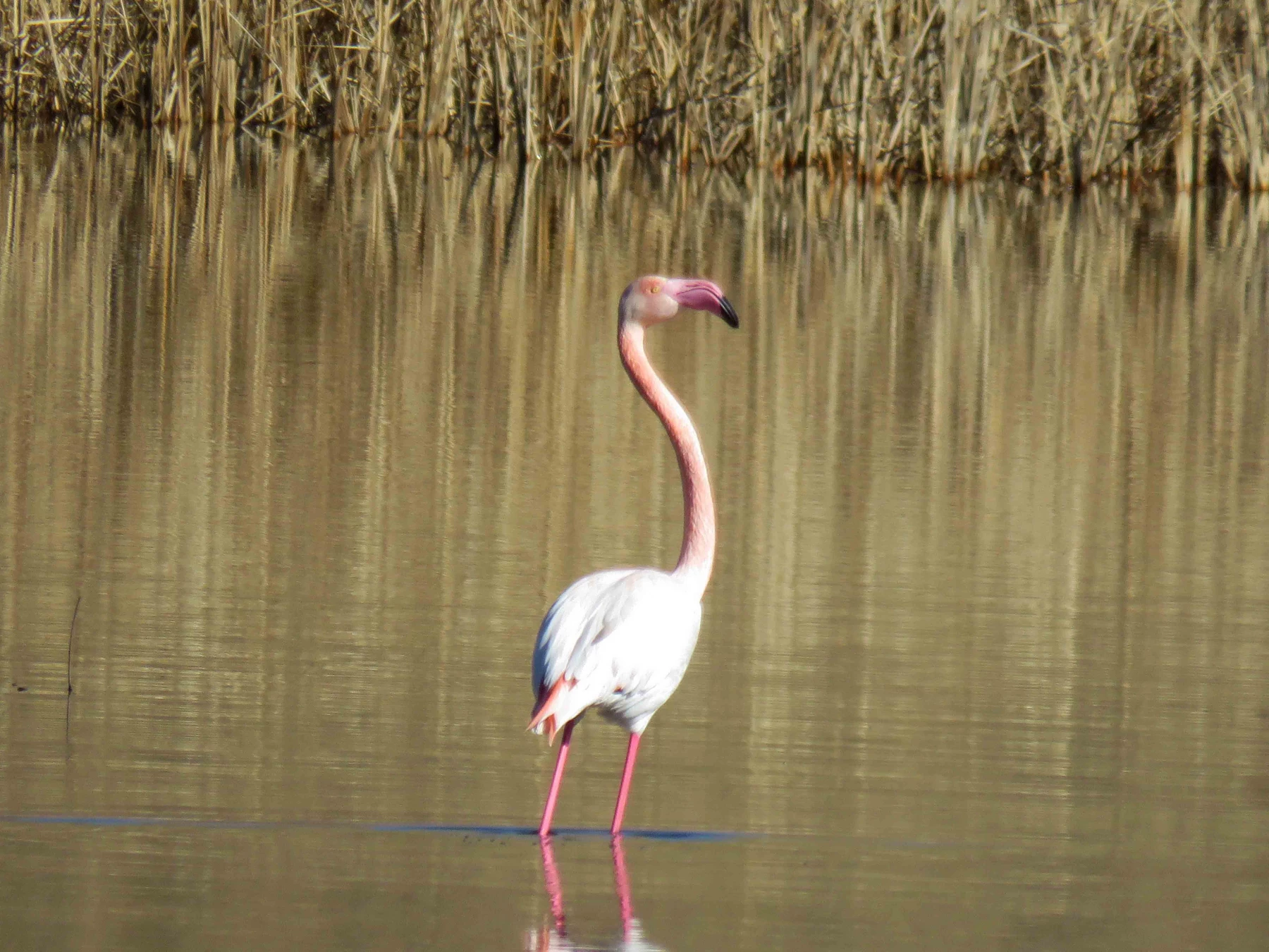 سفر آموزشی دانشجویان گروه آموزش زیست شناسی ۹۹ ، تالاب های بین المللی استان چهارمحال و بختیاری،  با همراهی استاد دکتر فرح نسب 7