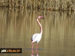 سفر آموزشی دانشجویان گروه آموزش زیست شناسی ۹۹ ، تالاب های بین المللی استان چهارمحال و بختیاری،  با همراهی استاد دکتر فرح نسب 7