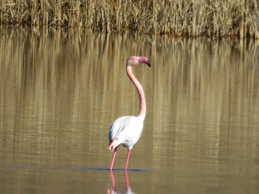 سفر آموزشی دانشجویان گروه آموزش زیست شناسی ۹۹ ، تالاب های بین المللی استان چهارمحال و بختیاری،  با همراهی استاد دکتر فرح نسب 7