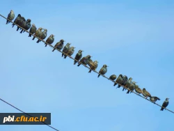 سفر آموزشی دانشجویان گروه آموزش زیست شناسی ۹۹ ، تالاب های بین المللی استان چهارمحال و بختیاری،  با همراهی استاد دکتر فرح نسب 8