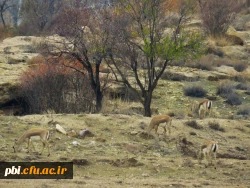 سفر آموزشی دانشجویان گروه آموزش زیست شناسی 98 به پارک ملّی و پناهگاه حیات وحش موته، با همراهی استاد دکتر فرح نسب 5