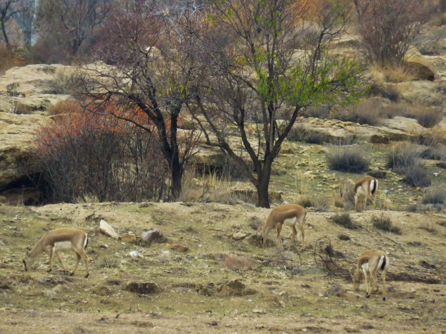 سفر آموزشی دانشجویان گروه آموزش زیست شناسی 98 به پارک ملّی و پناهگاه حیات وحش موته، با همراهی استاد دکتر فرح نسب 5