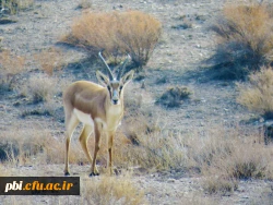 سفر آموزشی دانشجویان گروه آموزش زیست شناسی 98 به پارک ملّی و پناهگاه حیات وحش موته، با همراهی استاد دکتر فرح نسب 6